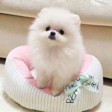 Beautiful Pomeranians