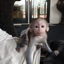 Capuchin Monkeys for Adoption