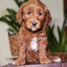 Labradoodle Puppy for Re-homing