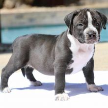 pit bull puppies for re homing