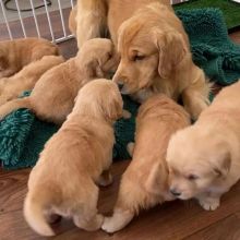 Quality Golden Retriever Puppies