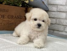 Ready Teacup Maltese puppies for your home!