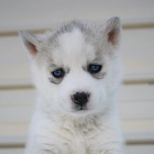 Siberian Husky Puppies for Adoption