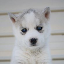 Siberian Husky Puppies for Adoption