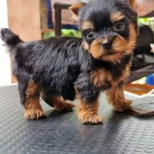 Yorkshire terrier puppies