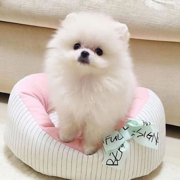 Beautiful Pomeranians Image eClassifieds4u