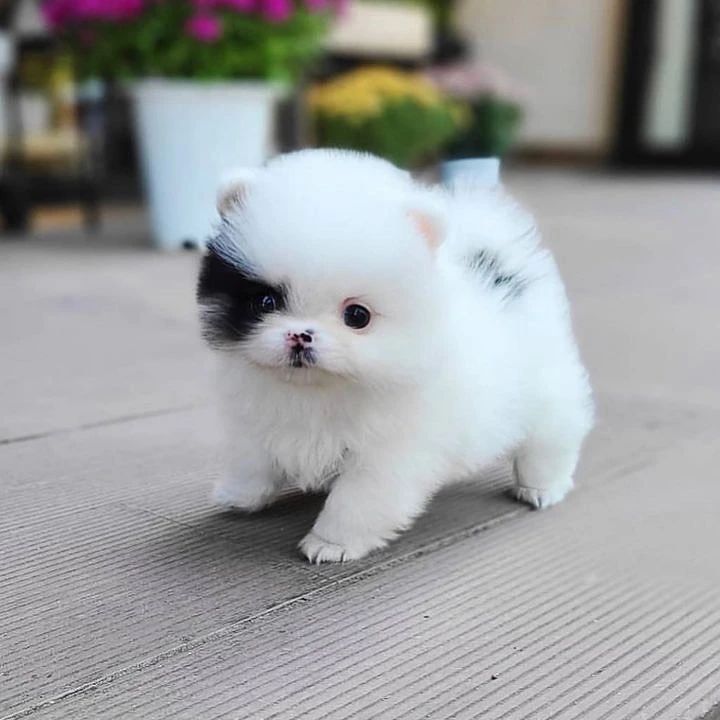 Beautiful Pomeranians Image eClassifieds4u