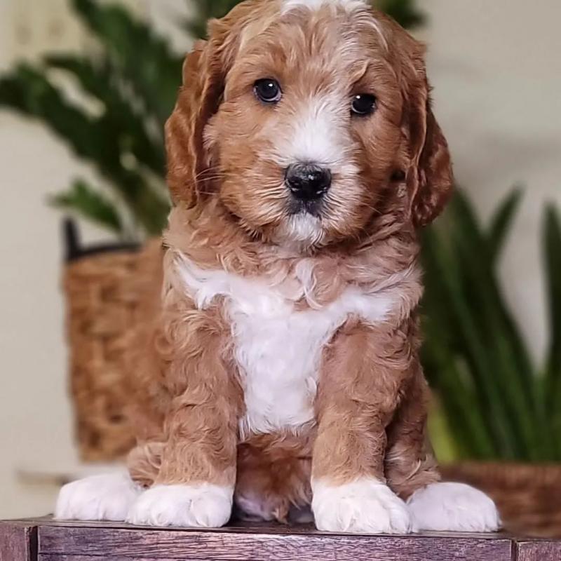 Labradoodle Puppy for Re-homing Image eClassifieds4u