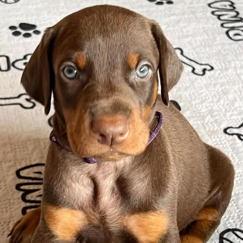 Loyal Doberman Pinscher Puppies Image eClassifieds4u