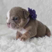 English Bulldog Puppies Available Image eClassifieds4u 3