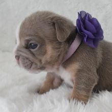 English Bulldog Puppies Available Image eClassifieds4u 1