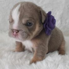 English Bulldog Puppies Available Image eClassifieds4u 2