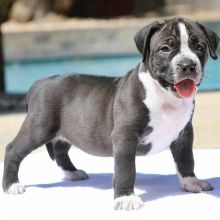 pit bull puppies for re homing Image eClassifieds4u 2