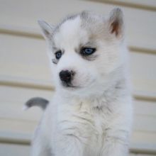 Siberian Husky Puppies for Adoption Image eClassifieds4u 2