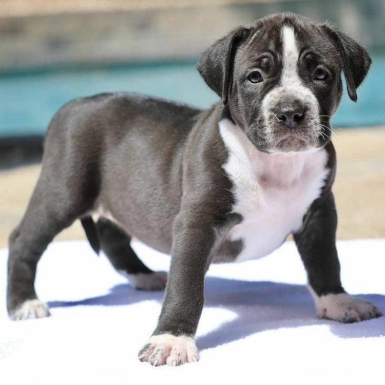pit bull puppies for re homing Image eClassifieds4u