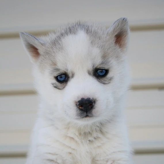 Siberian Husky Puppies for Adoption Image eClassifieds4u