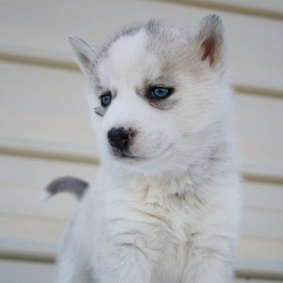 Siberian Husky Puppies for Adoption Image eClassifieds4u