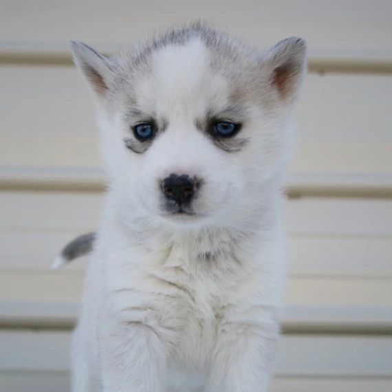 Siberian Husky Puppies for Adoption Image eClassifieds4u