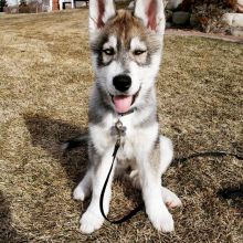 registered male and female siberian husky puppies