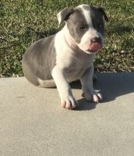 Blue nose Pitbull puppies Available for New home