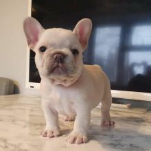 Cute Lovely male and female Bulldog Puppies for adoption