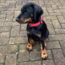 Cute Lovely male and female Doberman Puppies for adoption