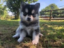 Cute Lovely male and female Pomsky Puppies for adoption