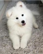 Kind Hearted Samoyed puppies