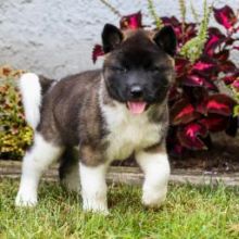 Outstanding Akita Puppies For Adoption