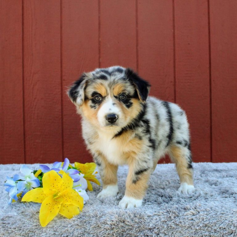 Australian Shepherd Puppies For Re homing Image eClassifieds4u