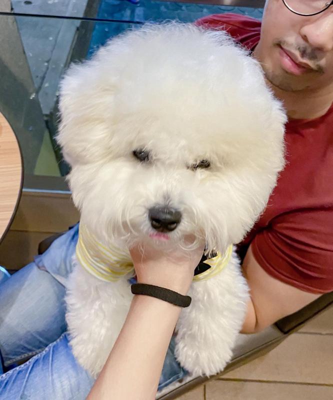 Bichon Frise Beautiful Puppies For Adoption Image eClassifieds4u