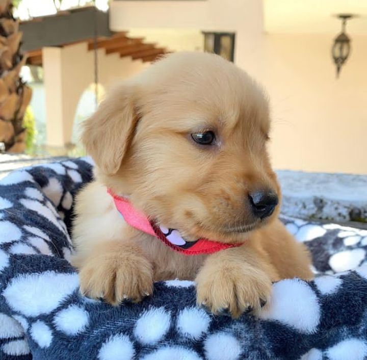 Cute Lovely male and female Golden Retriever Puppies for adoption Image eClassifieds4u