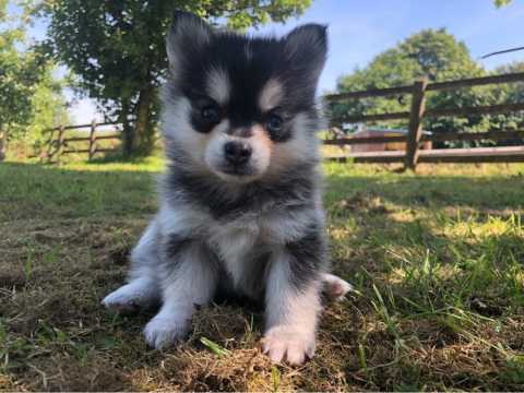 Cute Lovely male and female Pomsky Puppies for adoption Image eClassifieds4u
