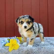 Australian Shepherd Puppies For Re homing Image eClassifieds4U