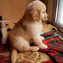 Cute Lovely male and female Golden Retriever Puppies for adoption Image eClassifieds4U