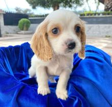 Cute Lovely male and female er Puppies for adoption
