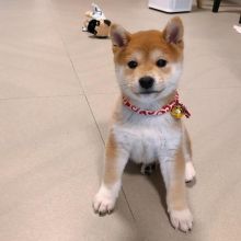 registered male and female Shiba Inu puppies