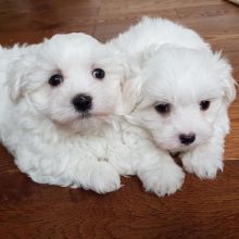 10 weeks old Maltese Puppies