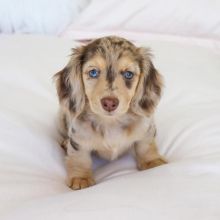 Cute Lovely male and female Dachshund Puppies for adoption