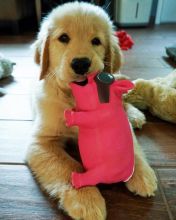 Cute Lovely male and female Golden Retriever Puppies for adoption