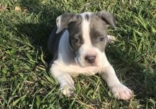 Cute Lovely male and female Pitbull Puppies for adoption