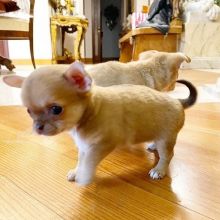 Lovely 12 weeks old chihuahua Puppies.