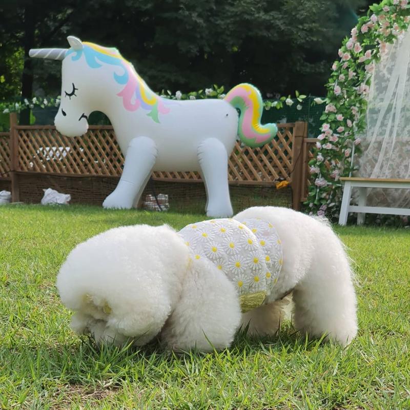 Bichon Frise Puppies Image eClassifieds4u