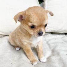 Lovely 12 weeks old chihuahua Puppies. Image eClassifieds4U