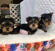 Adorable Yorkshire Terriers pups available
