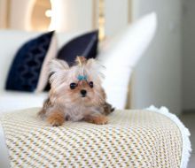 Ckc reg Teacup yorkie near me Image eClassifieds4u 4