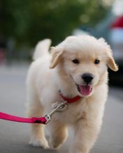 Adorable Golden Retriever Puppies