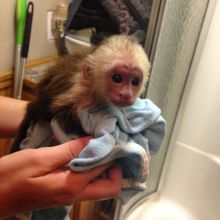 Cute Capuchin monkey EMAIL (Drippjessica51@gmail com)
