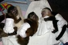 Cute Capuchin monkey EMAIL (Drippjessica51@gmail com)