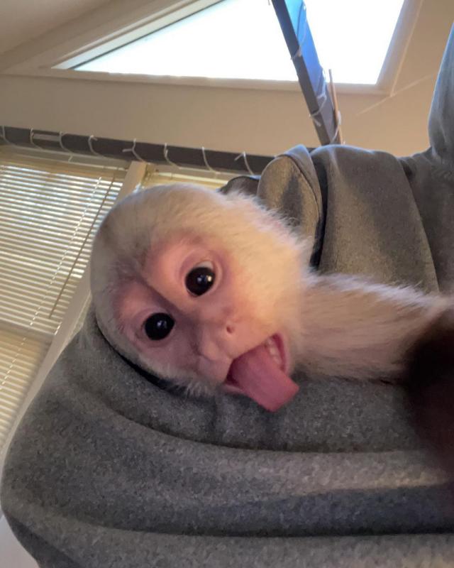 Cute Capuchin monkey EMAIL (Drippjessica51@gmail com) Image eClassifieds4u